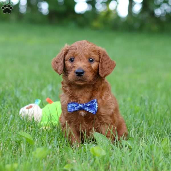 Riley, Goldendoodle Puppy